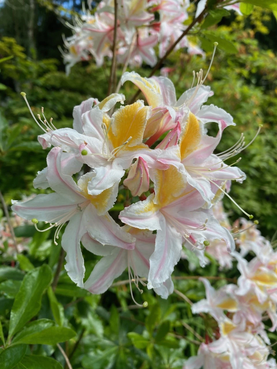 R. occidentale